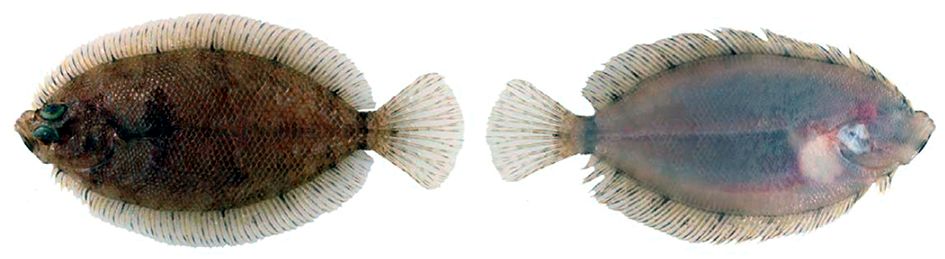 Phrynorhombus norvegicus_07.jpg